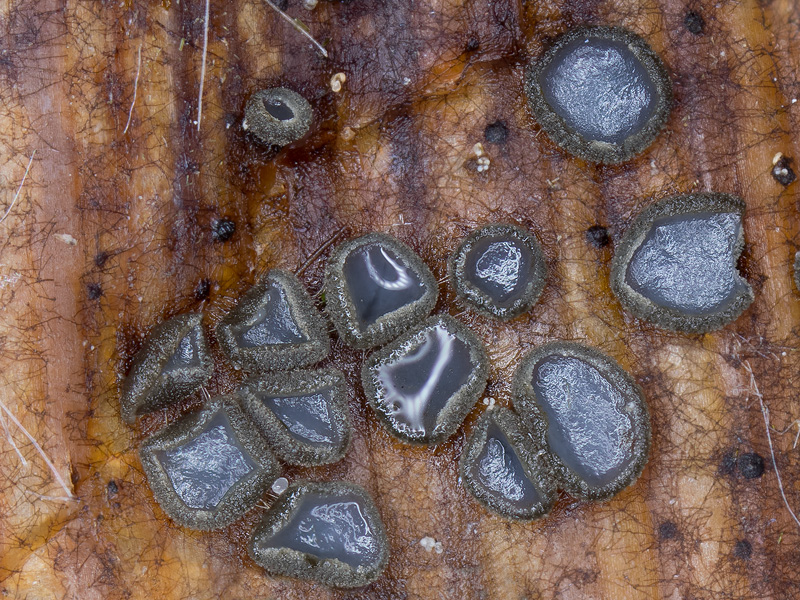 Dennisiodiscus iridis